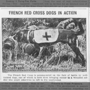 WW1 Red Cross dogs