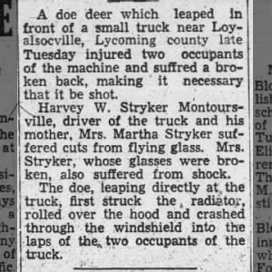 Accident with deer