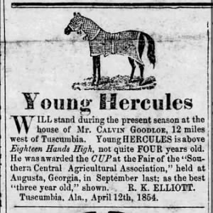 Horse on Display Calvin Goodloe  1854