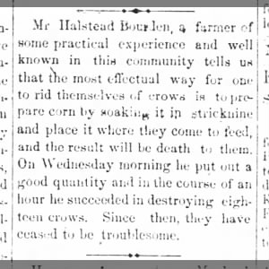 1873Mar19 Halstead Bourden, local farmer, gives his experience in getting rid of crows.