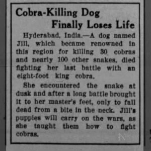 1934 obituary for Jill, a "cobra-killing dog"