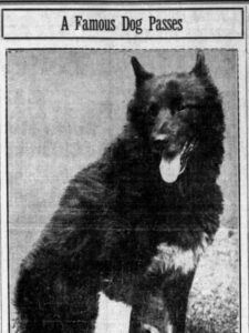 Animal Obituaries: Image of Balto from his 1933 obituary (Argus-Leader, via Newspapers.com)